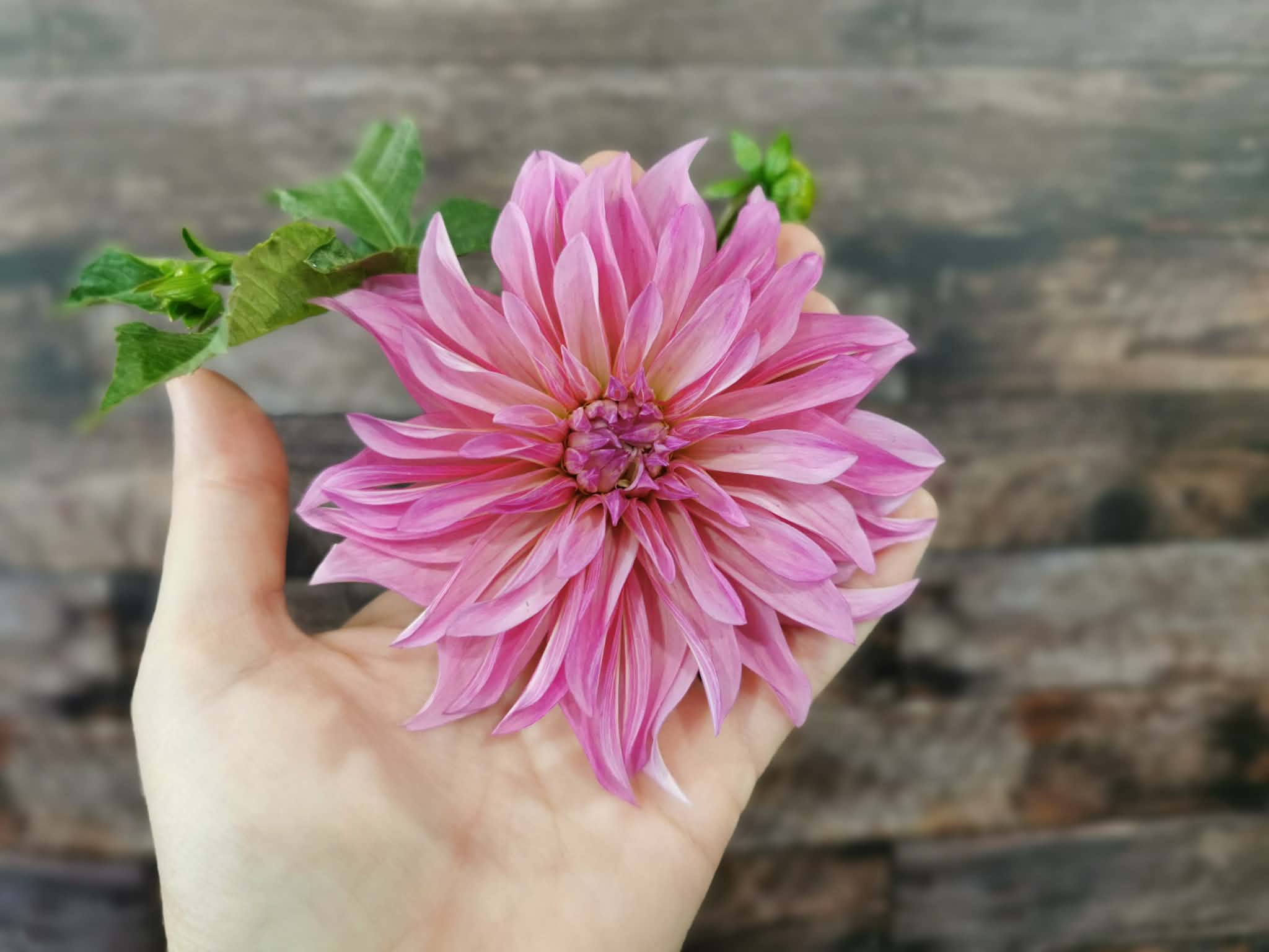 Florelie Meagan