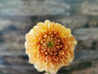 Florelie Nectar