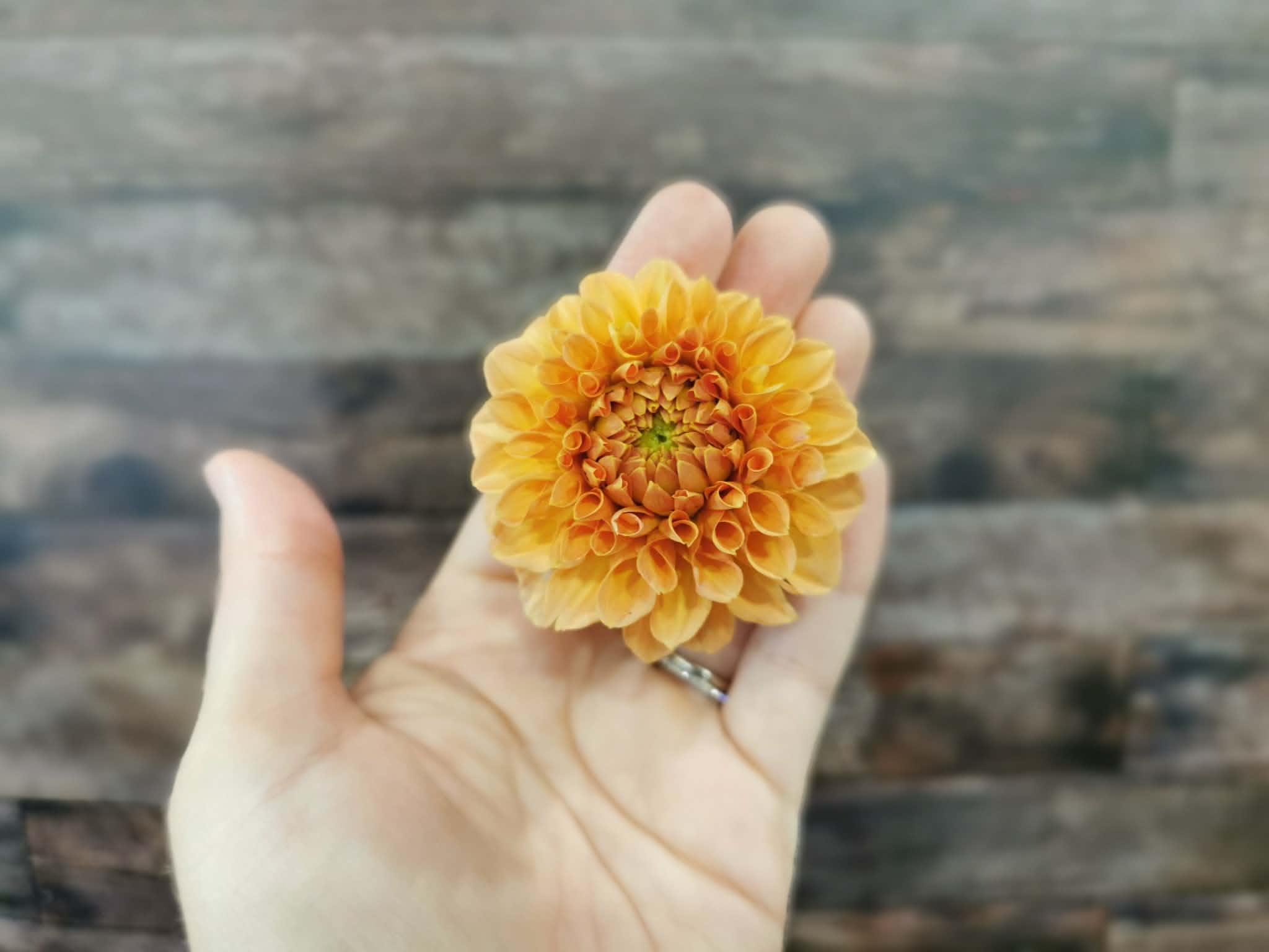 Florelie Nectar