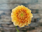 Florelie Nectar