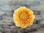 Florelie Nectar
