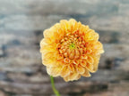 Florelie Nectar