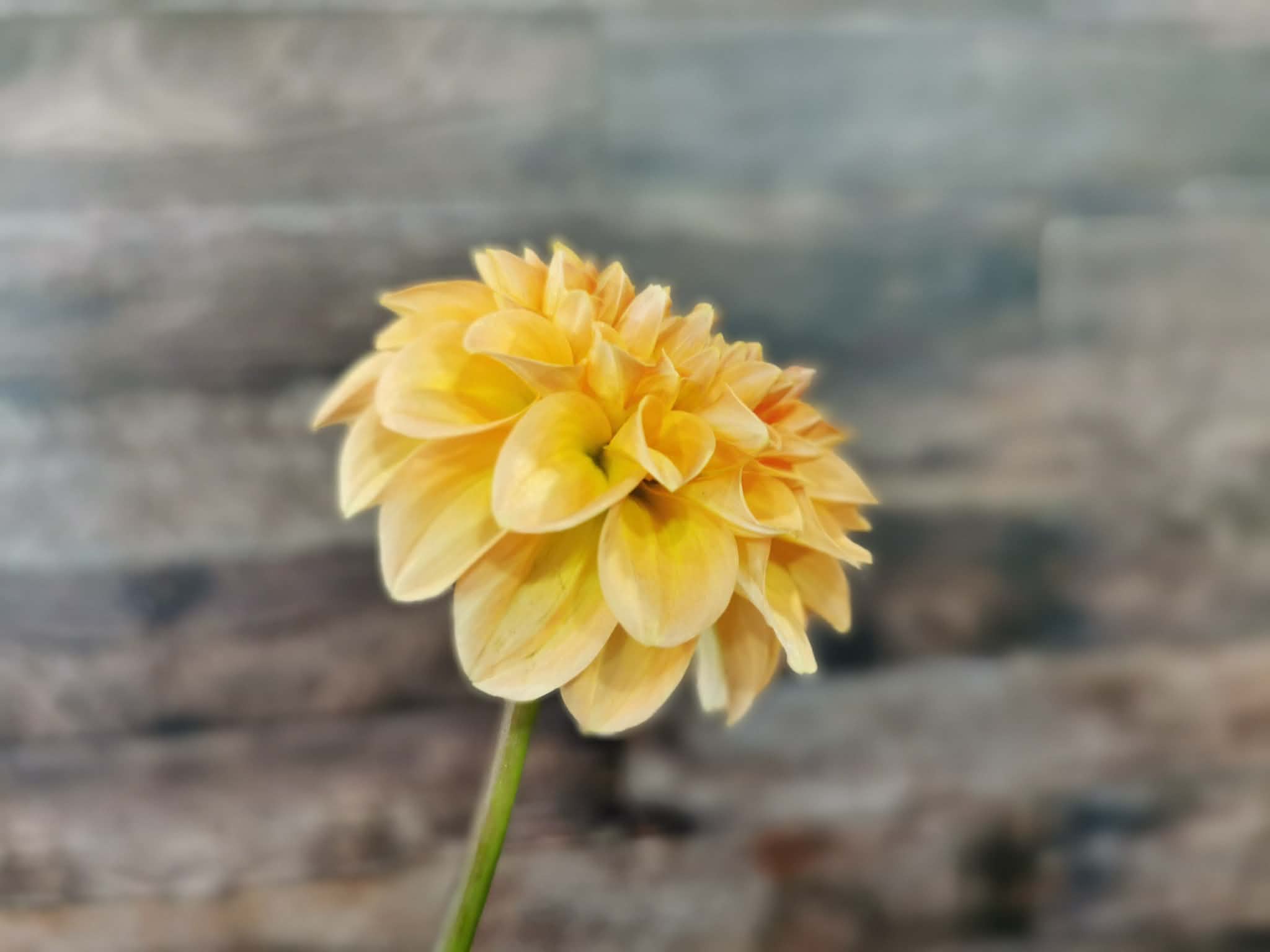 Florelie Nectar