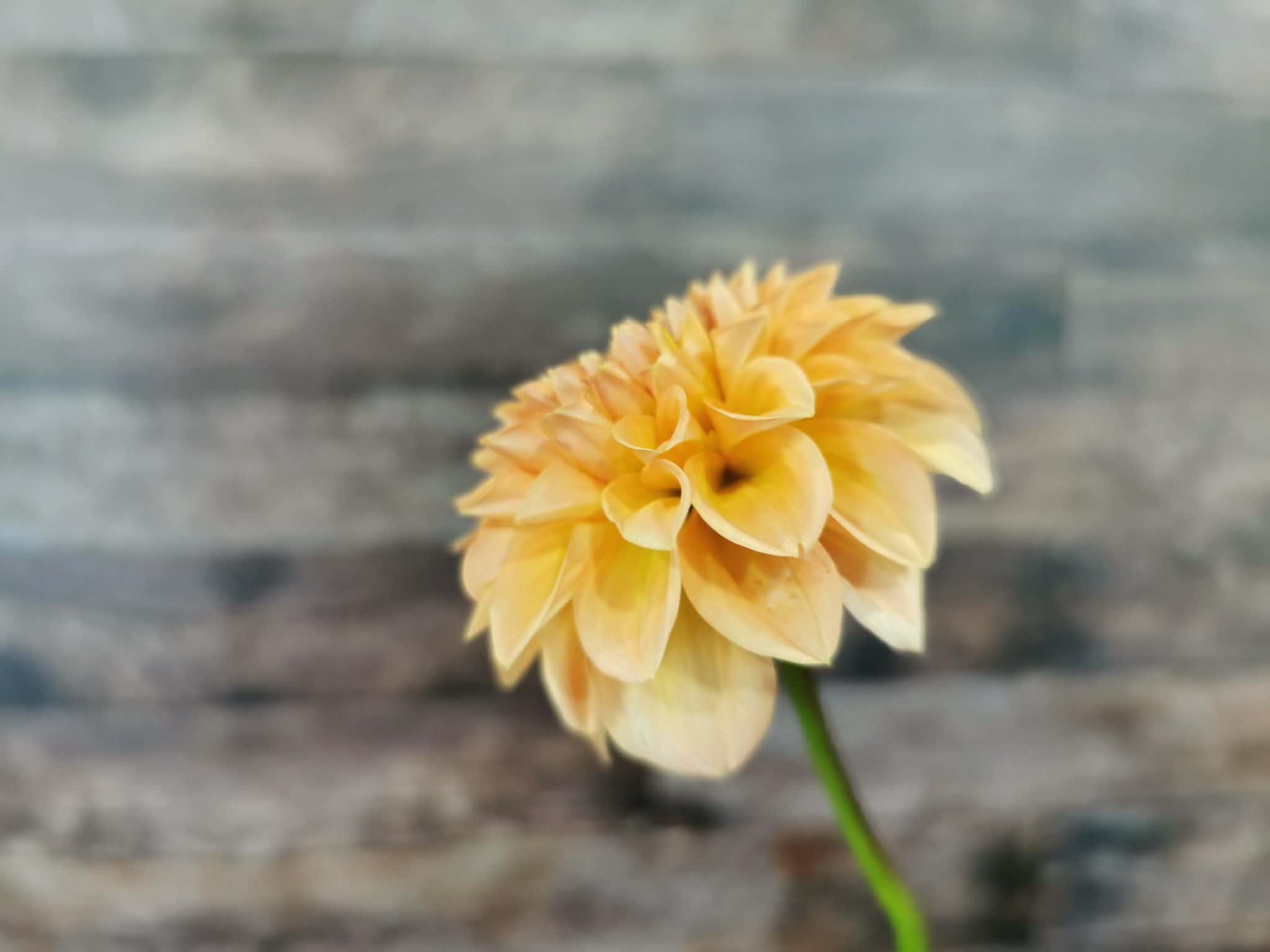 Florelie Nectar