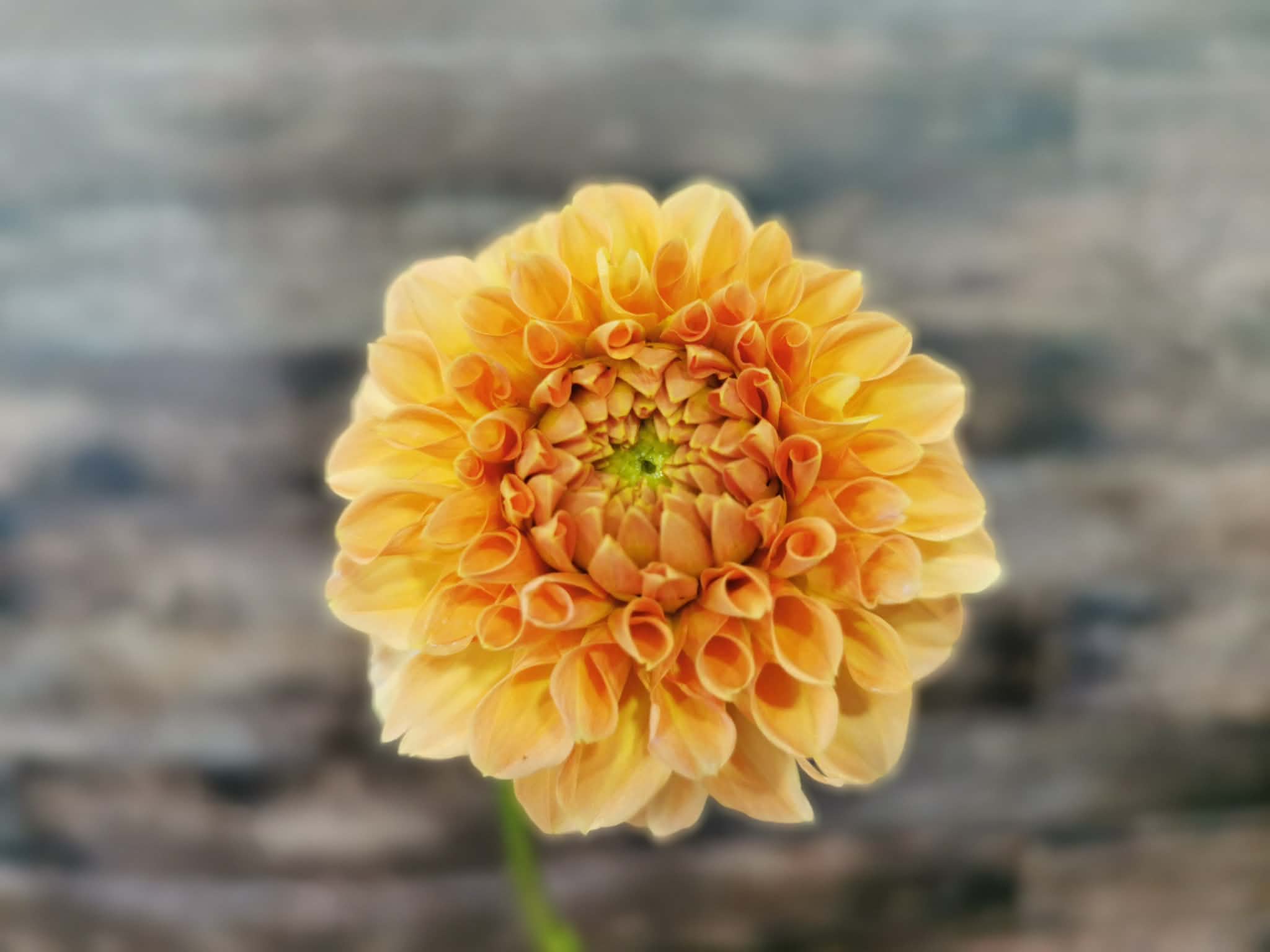 Florelie Nectar