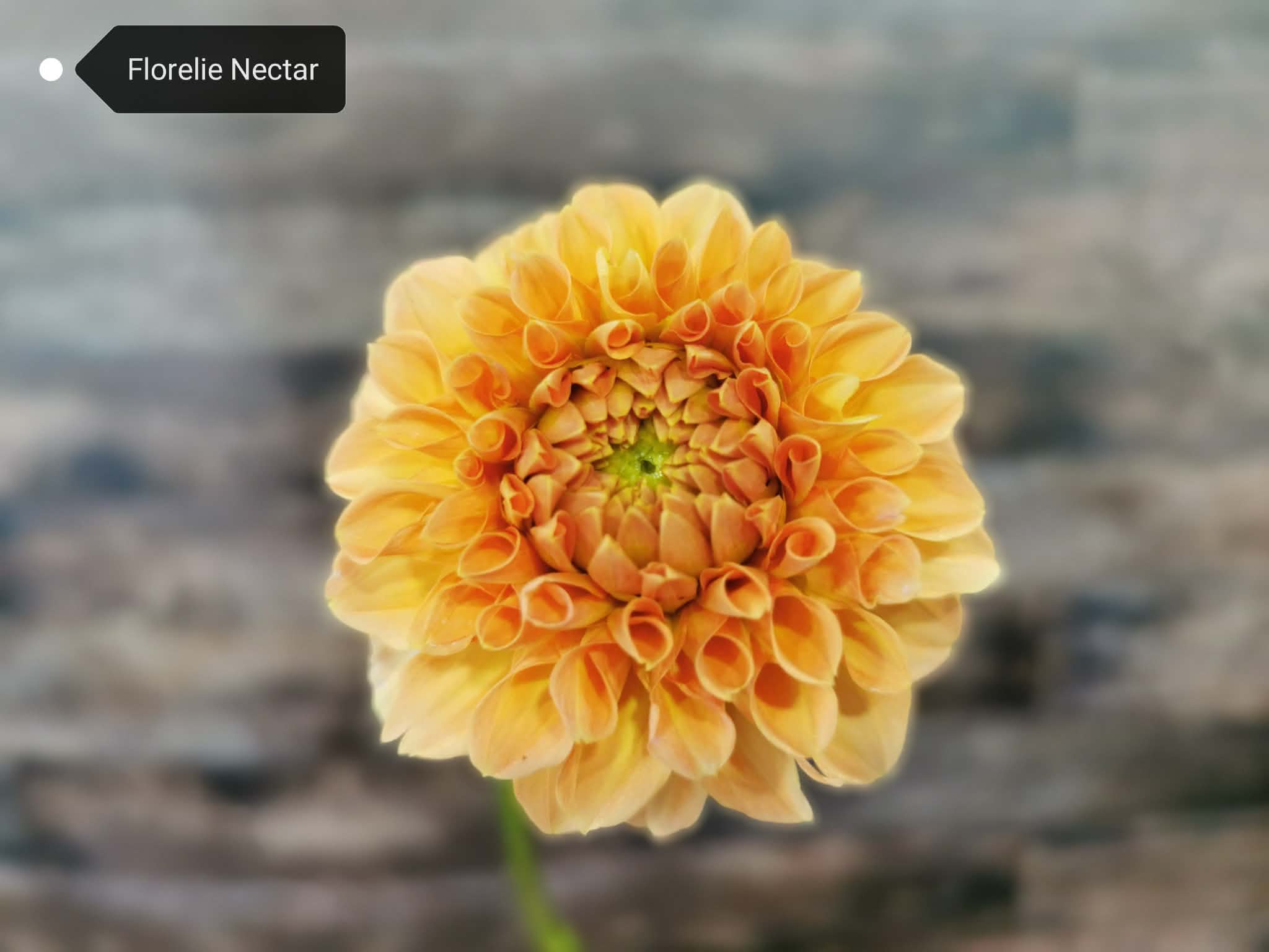 Florelie Nectar