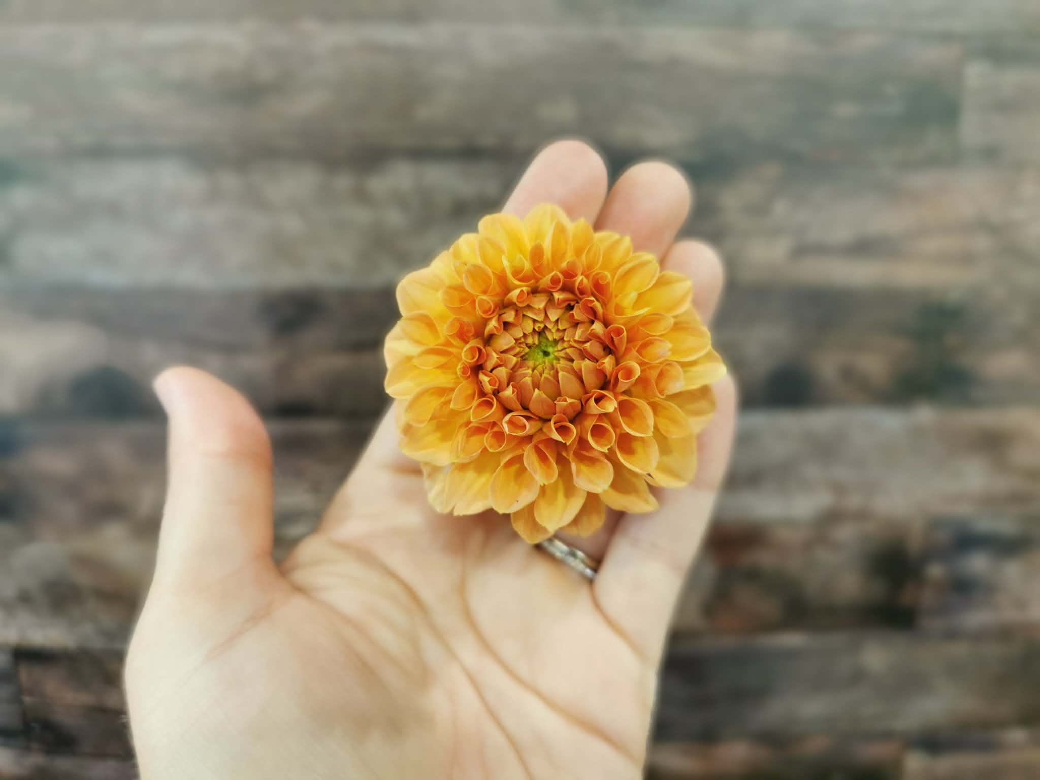 Florelie Nectar