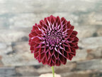Florelie Origami