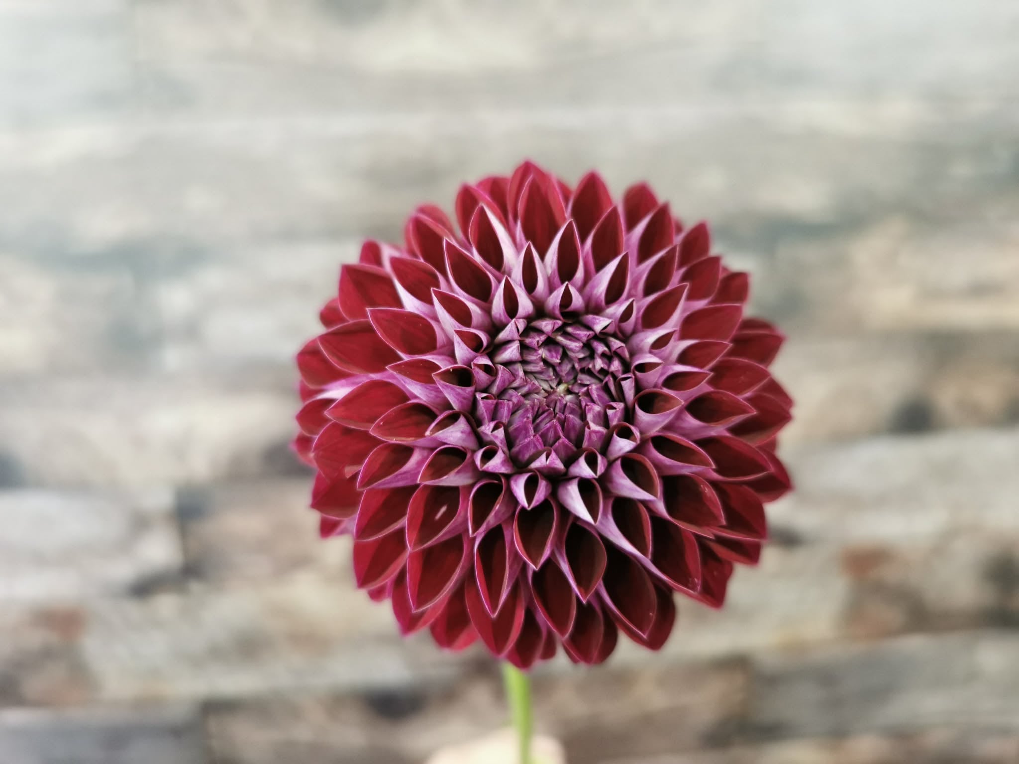 Florelie Origami