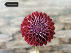 Florelie Origami