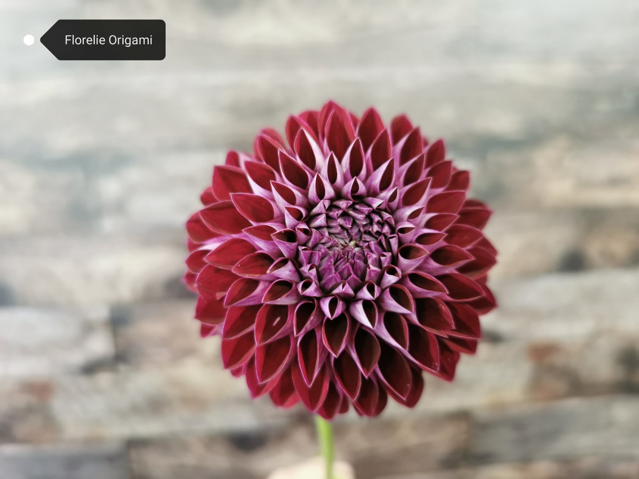 Florelie Origami