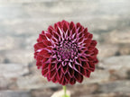 Florelie Origami