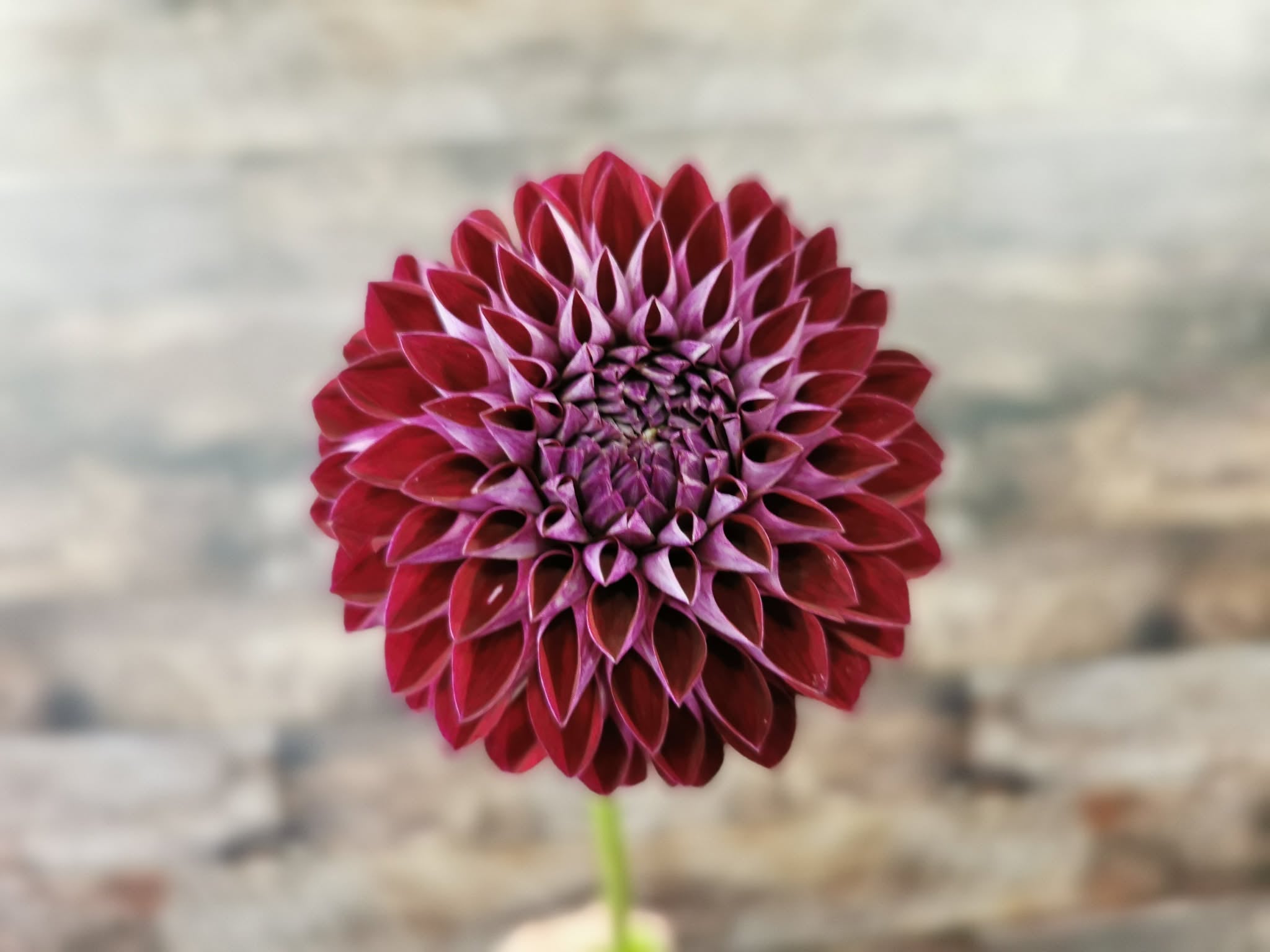 Florelie Origami