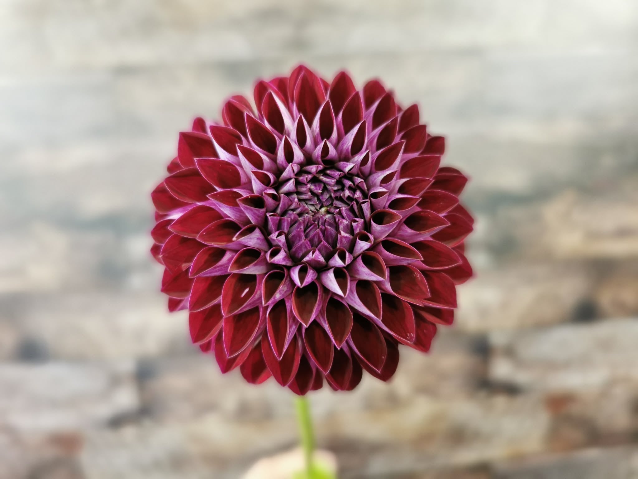 Florelie Origami