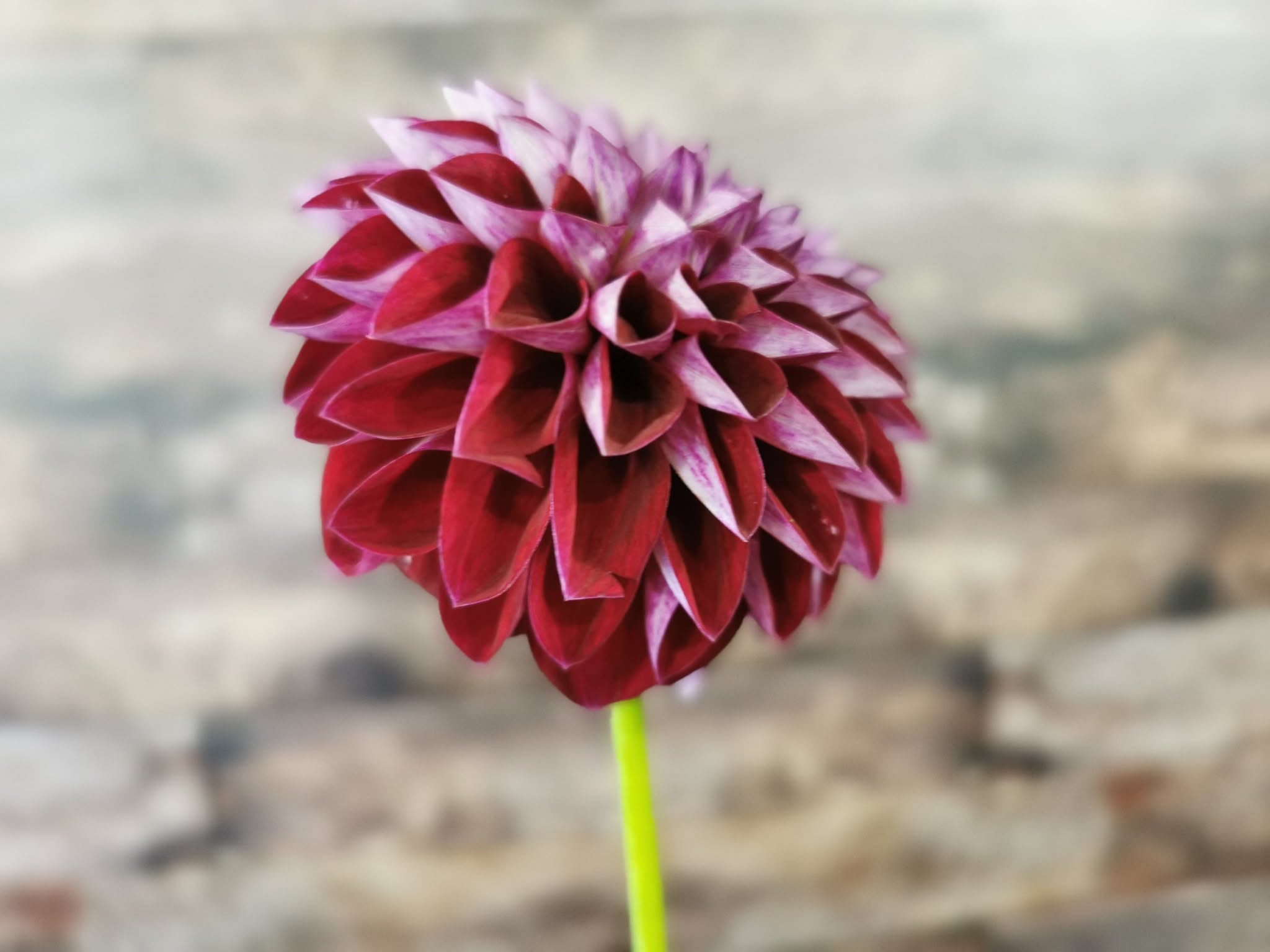 Florelie Origami