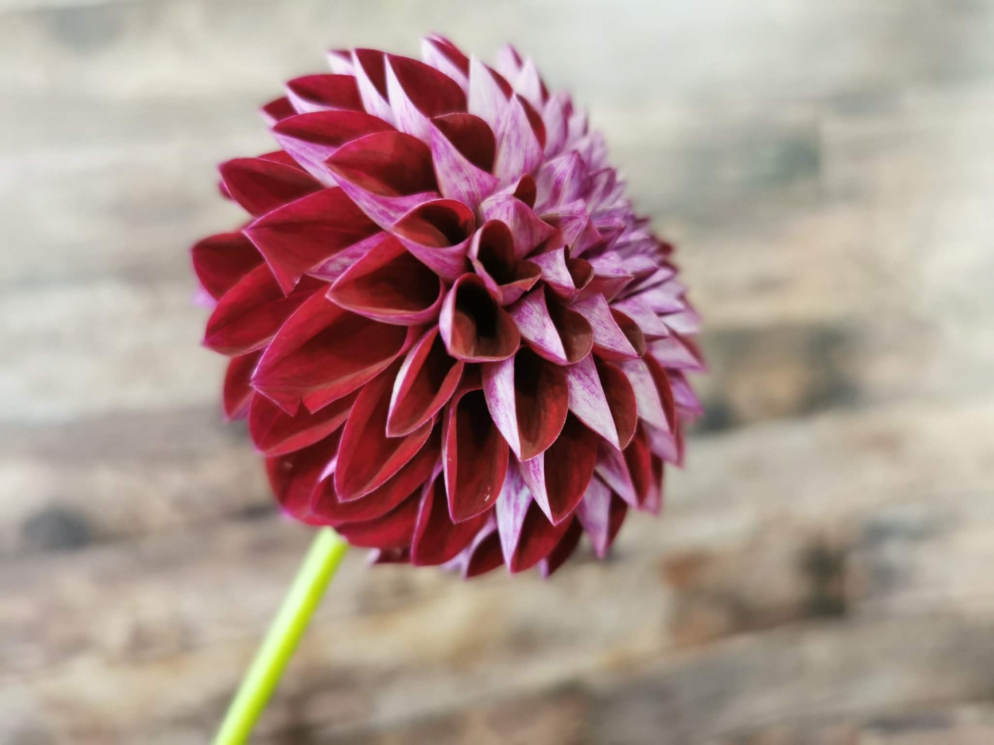 Florelie Origami