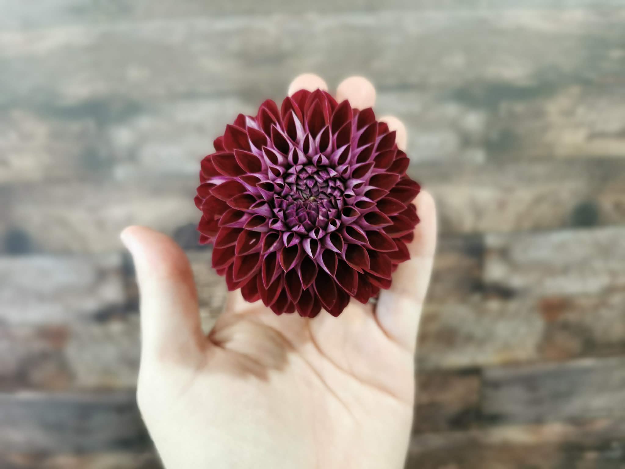 Florelie Origami
