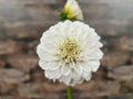 Florelie Peggy