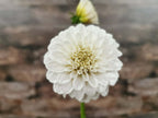 Florelie Peggy