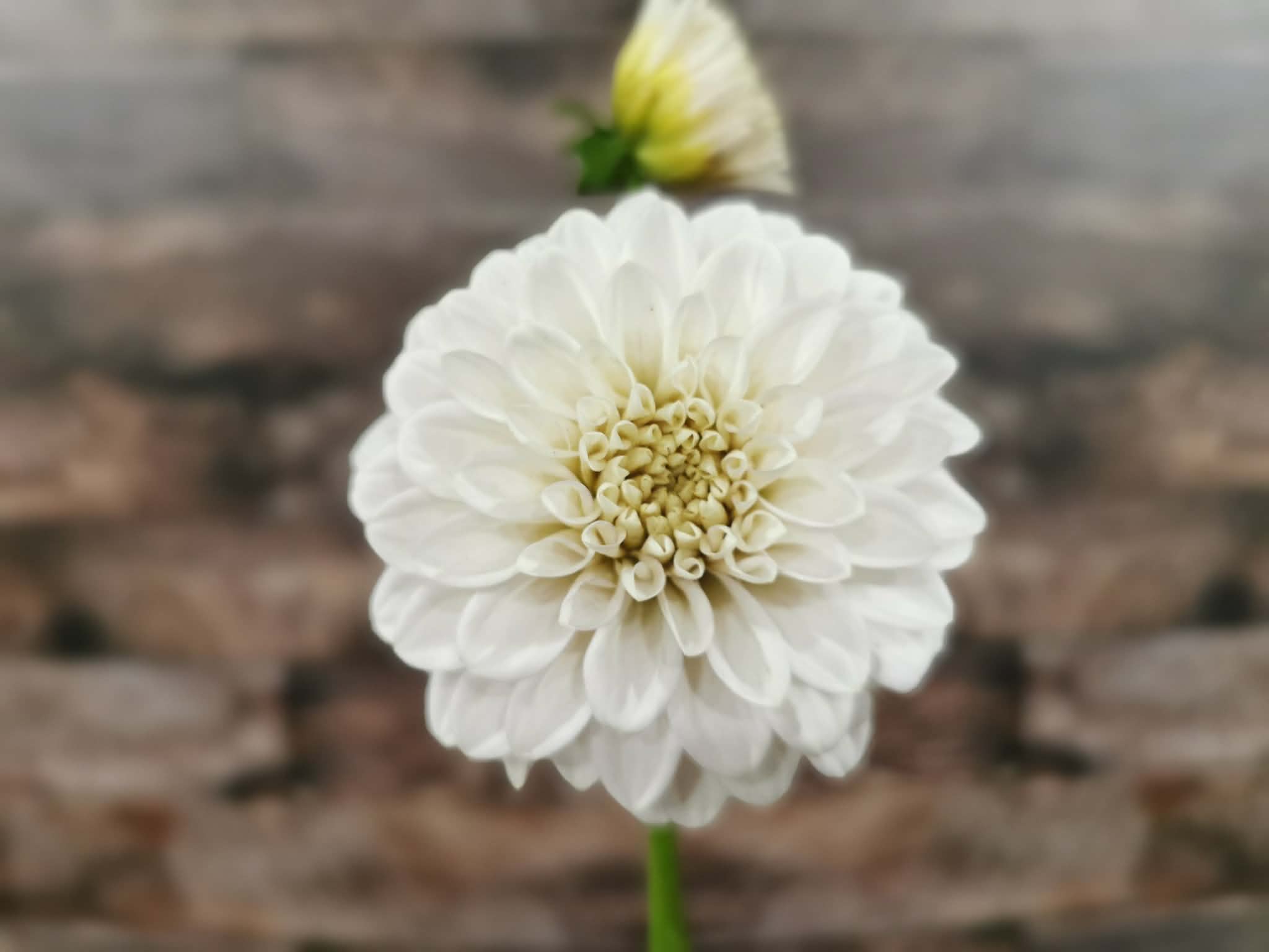 Florelie Peggy
