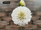 Florelie Peggy