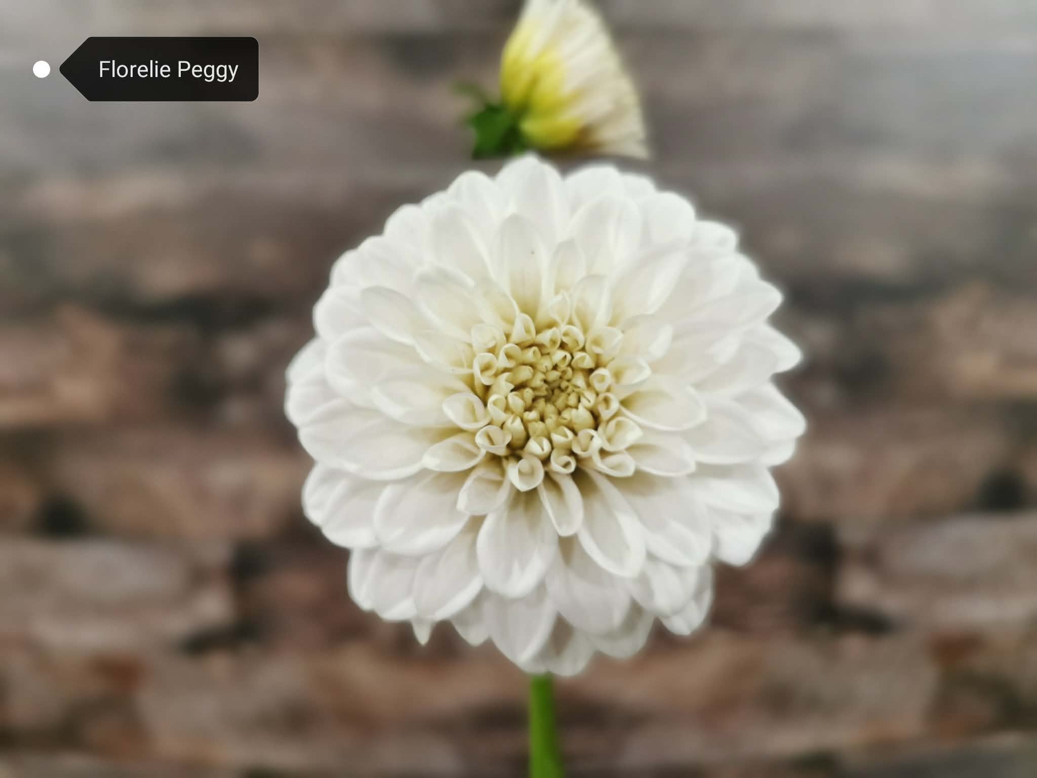 Florelie Peggy