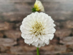 Florelie Peggy