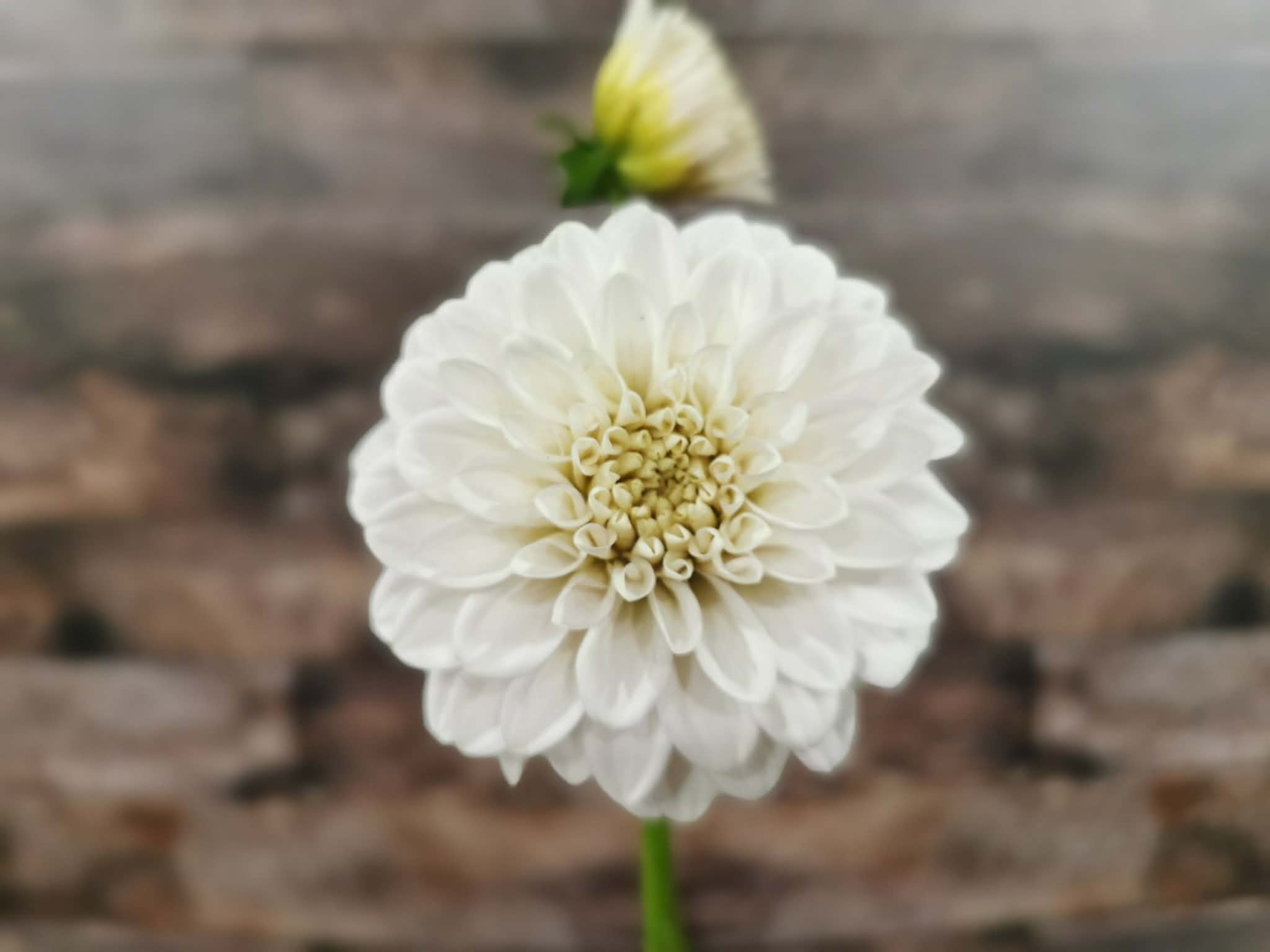 Florelie Peggy