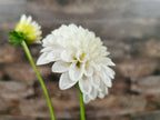 Florelie Peggy