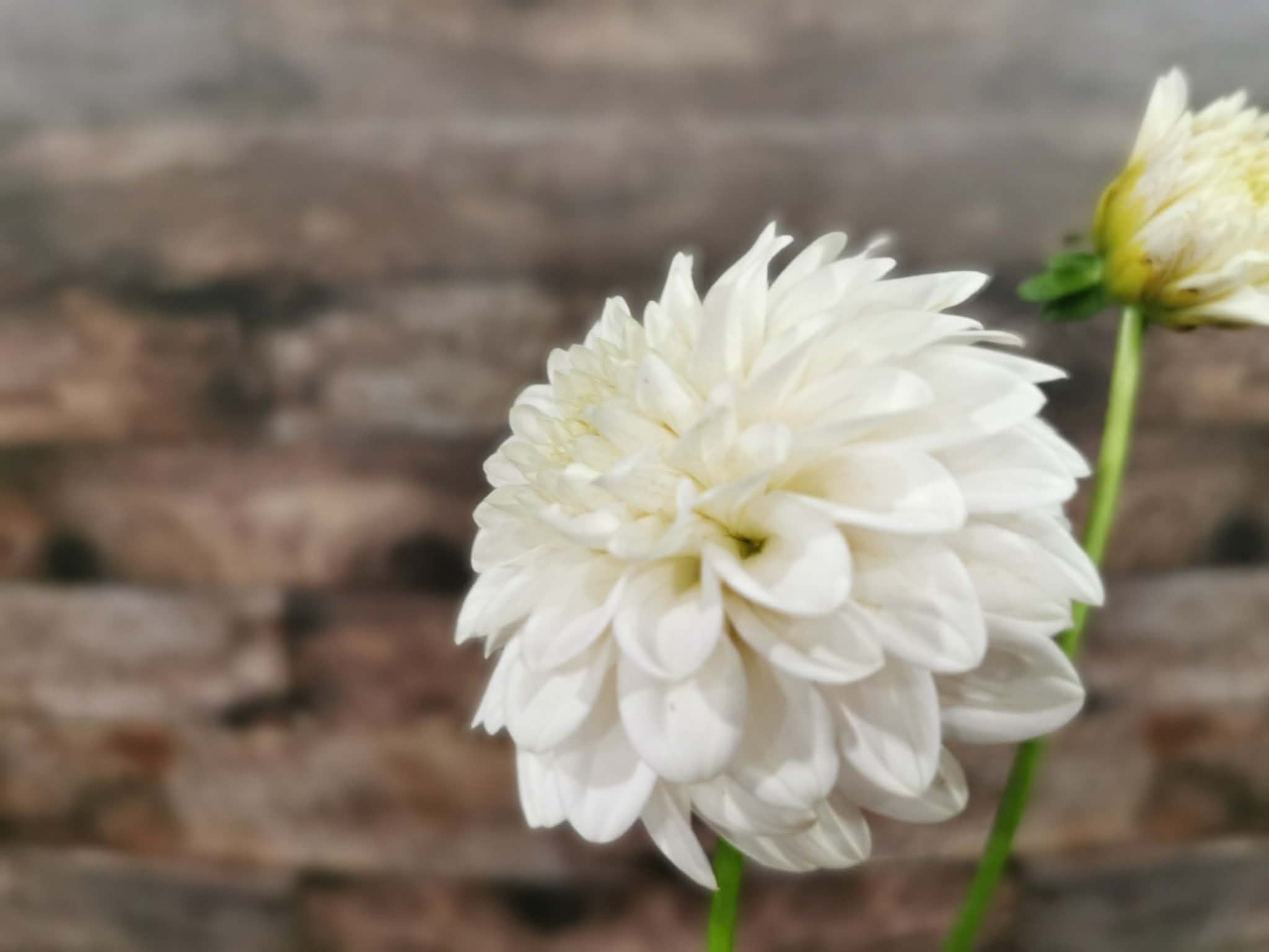 Florelie Peggy