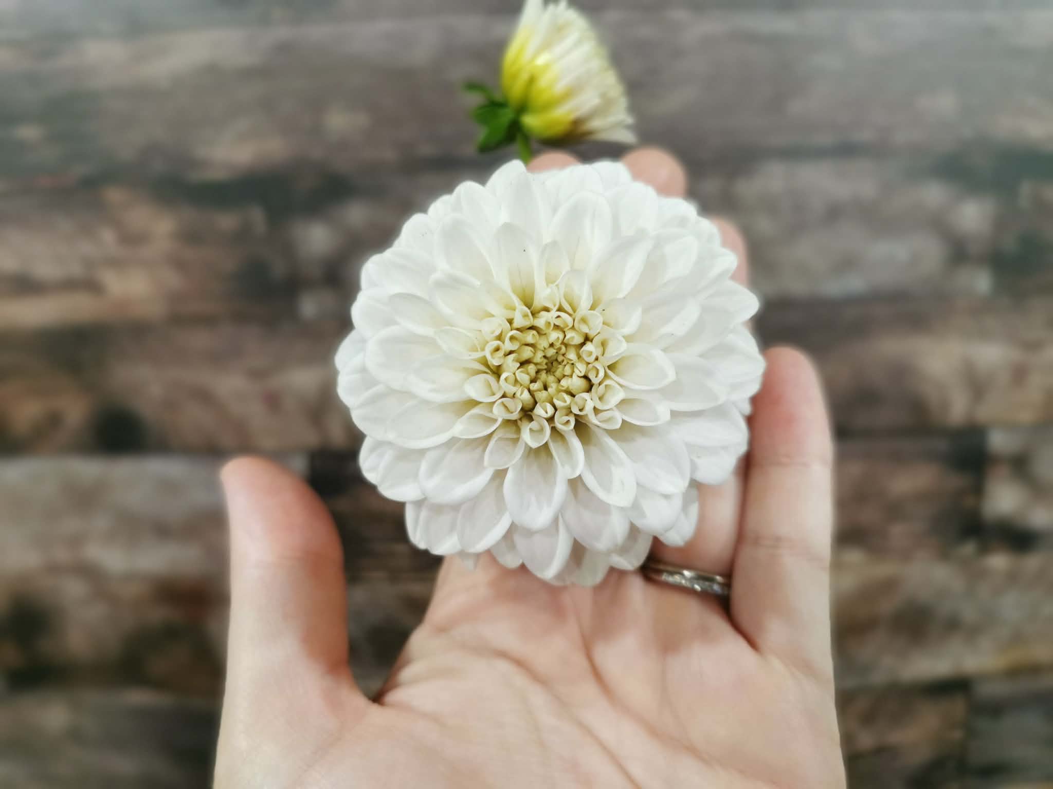 Florelie Peggy