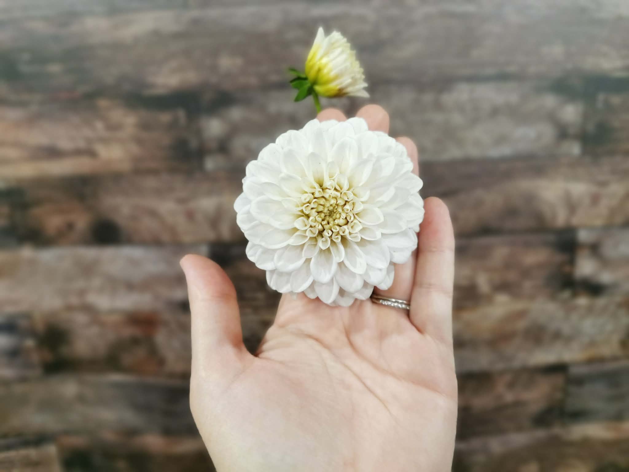 Florelie Peggy