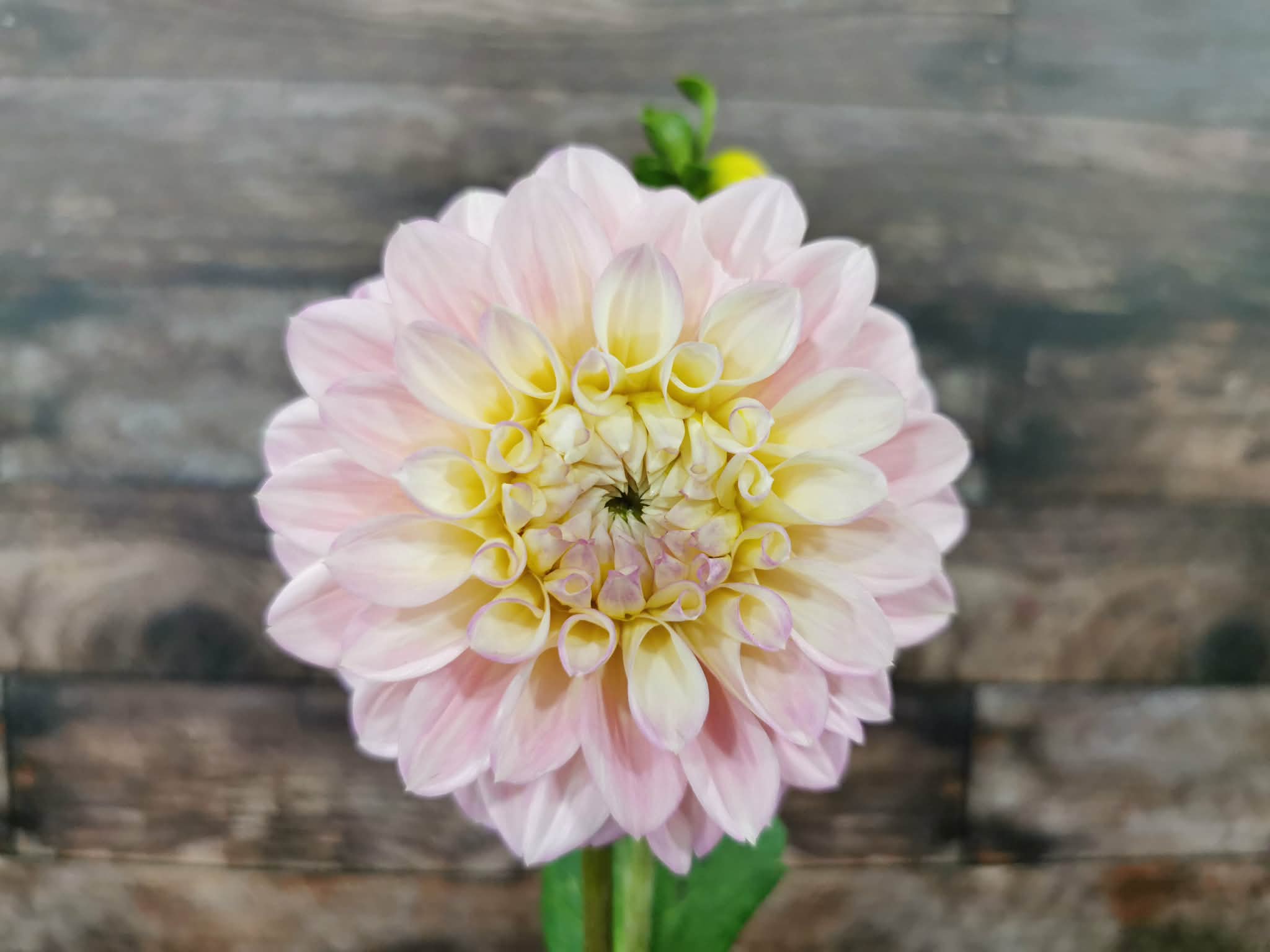 Florelie Pirouette