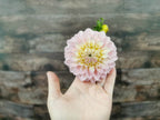 Florelie Pirouette