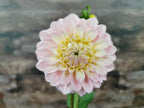 Florelie Pirouette