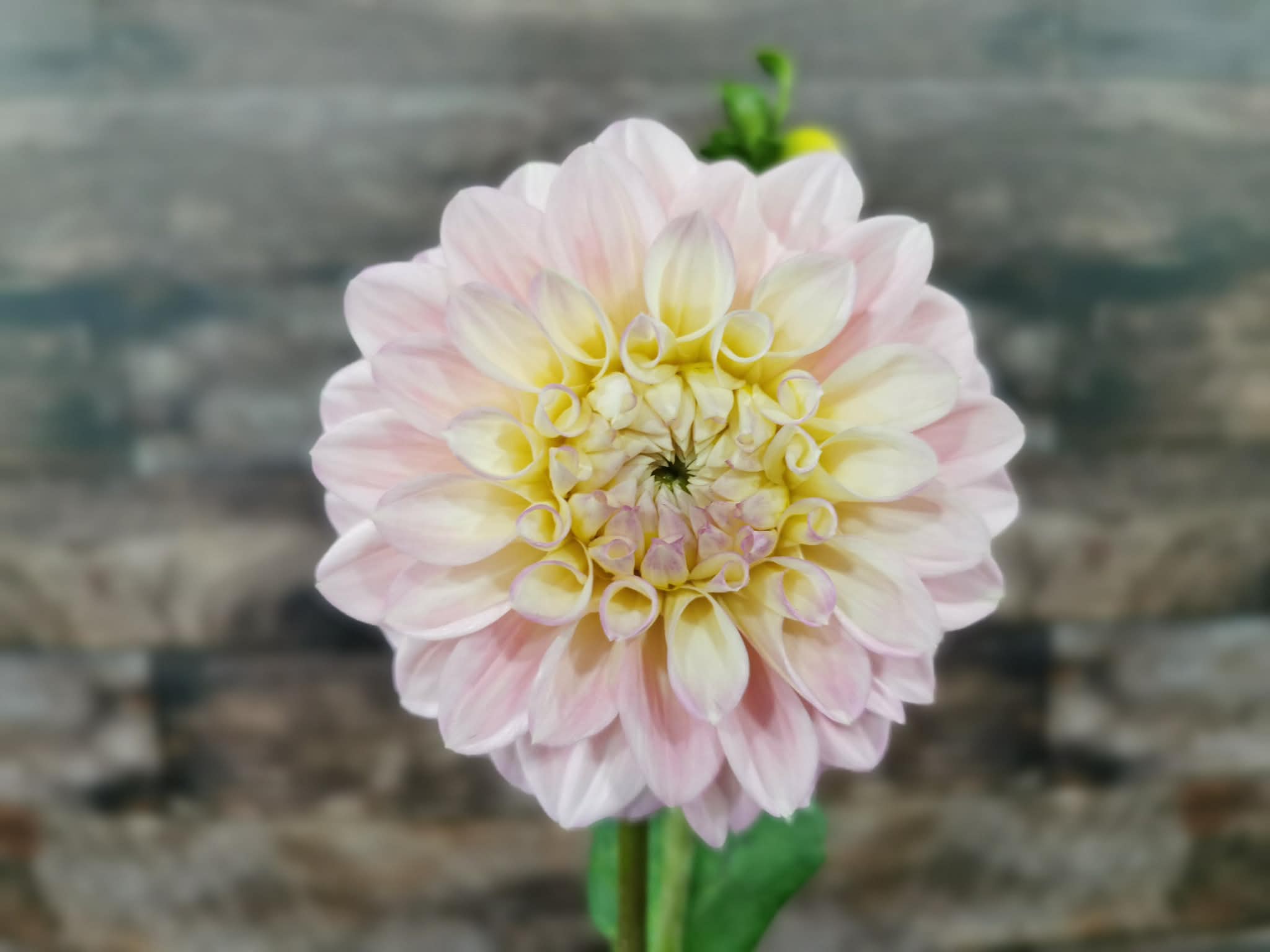 Florelie Pirouette