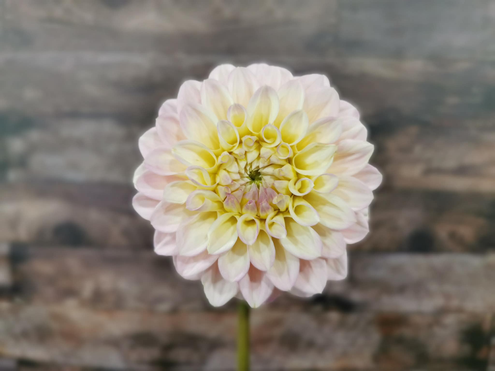 Florelie Pirouette