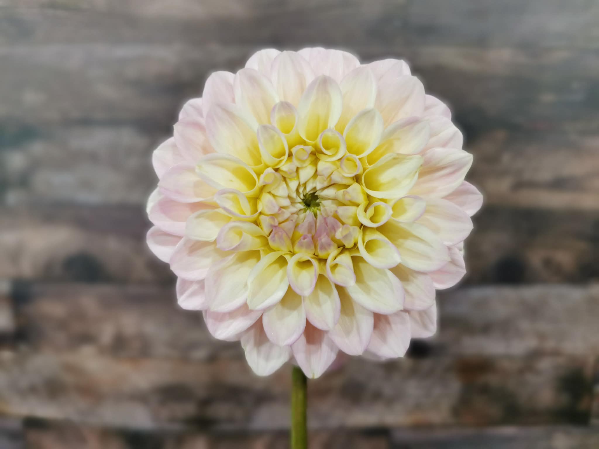 Florelie Pirouette