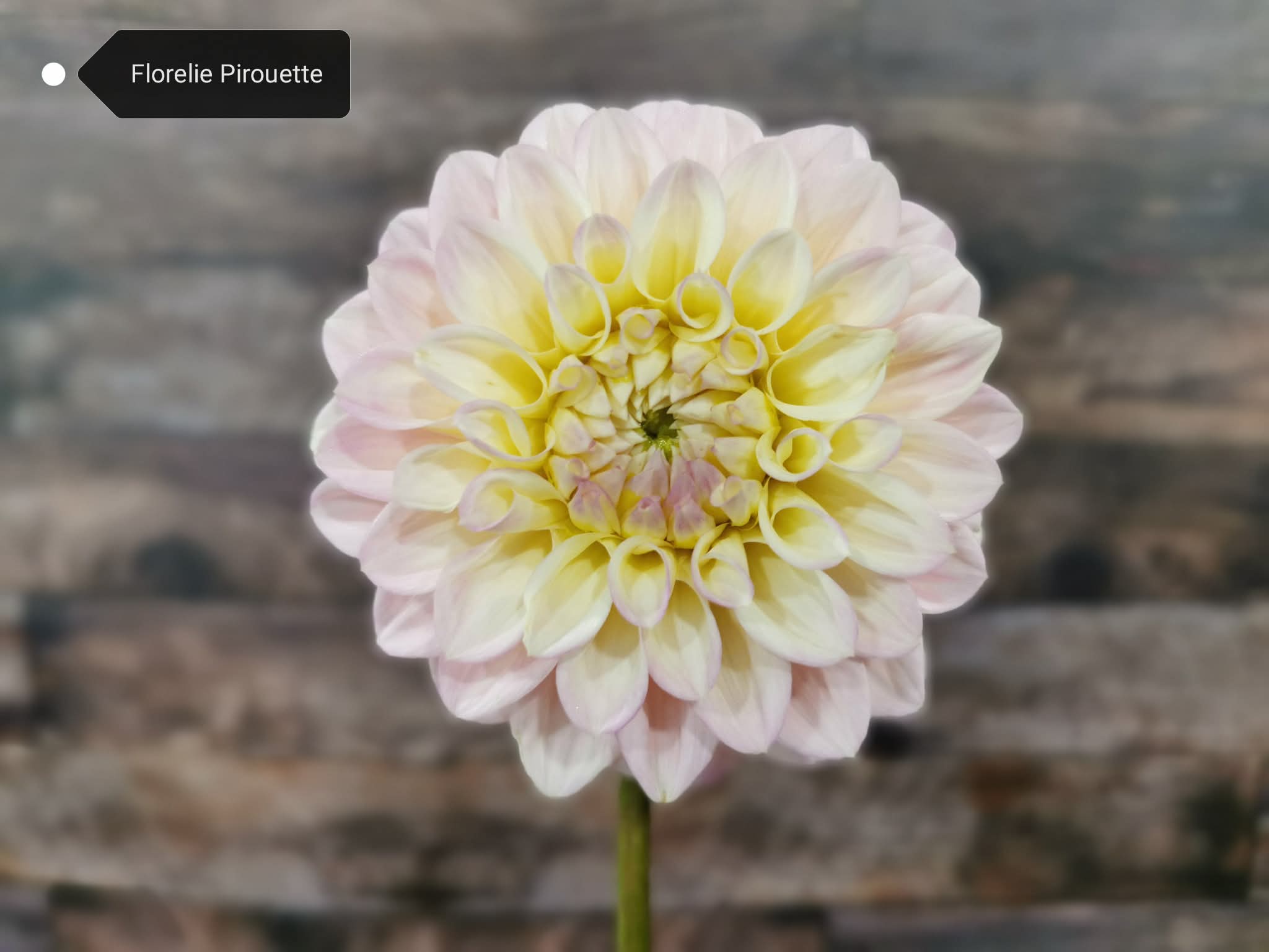 Florelie Pirouette