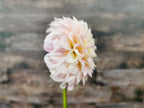 Florelie Pirouette