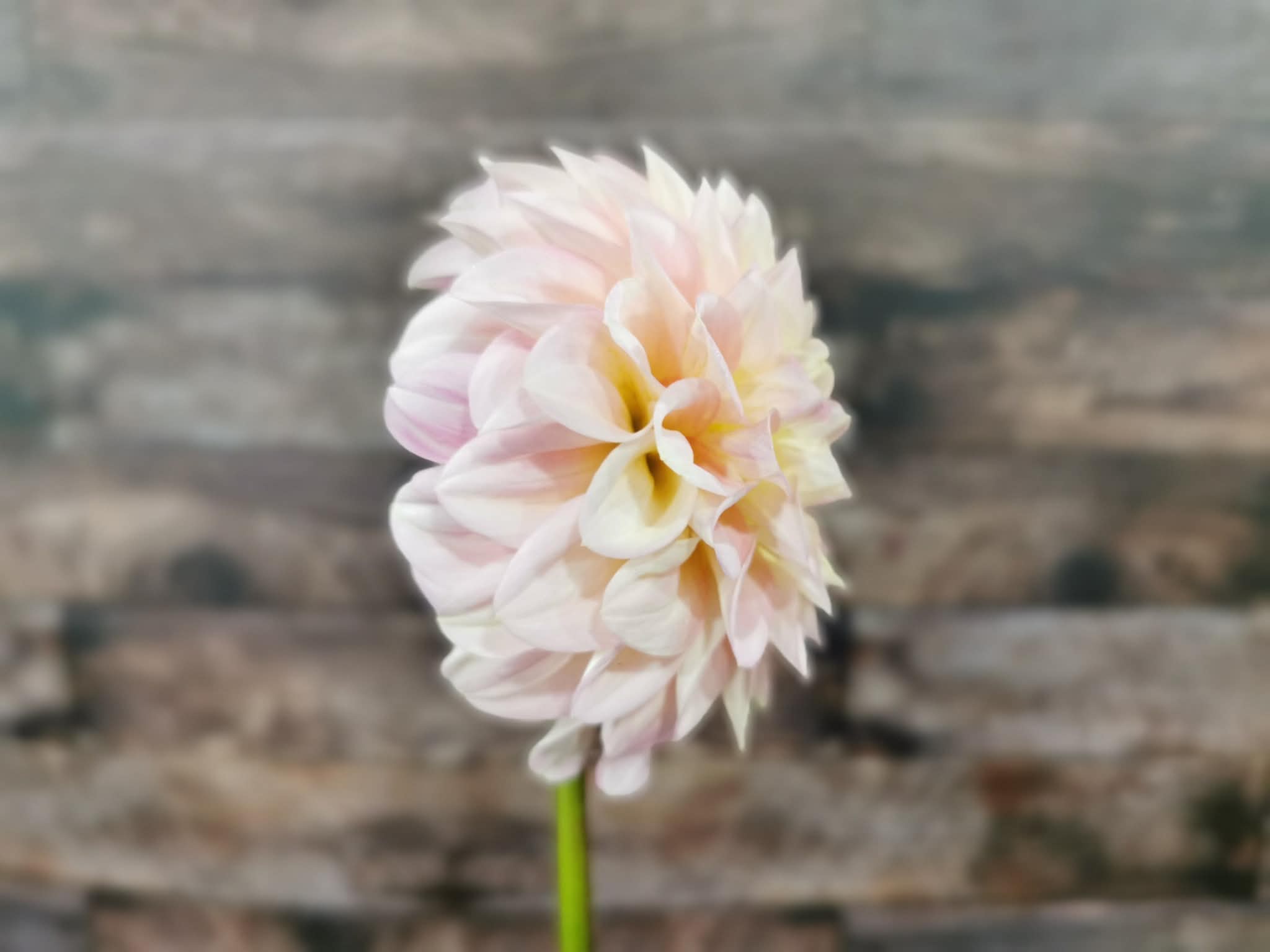 Florelie Pirouette