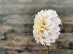 Florelie Pirouette