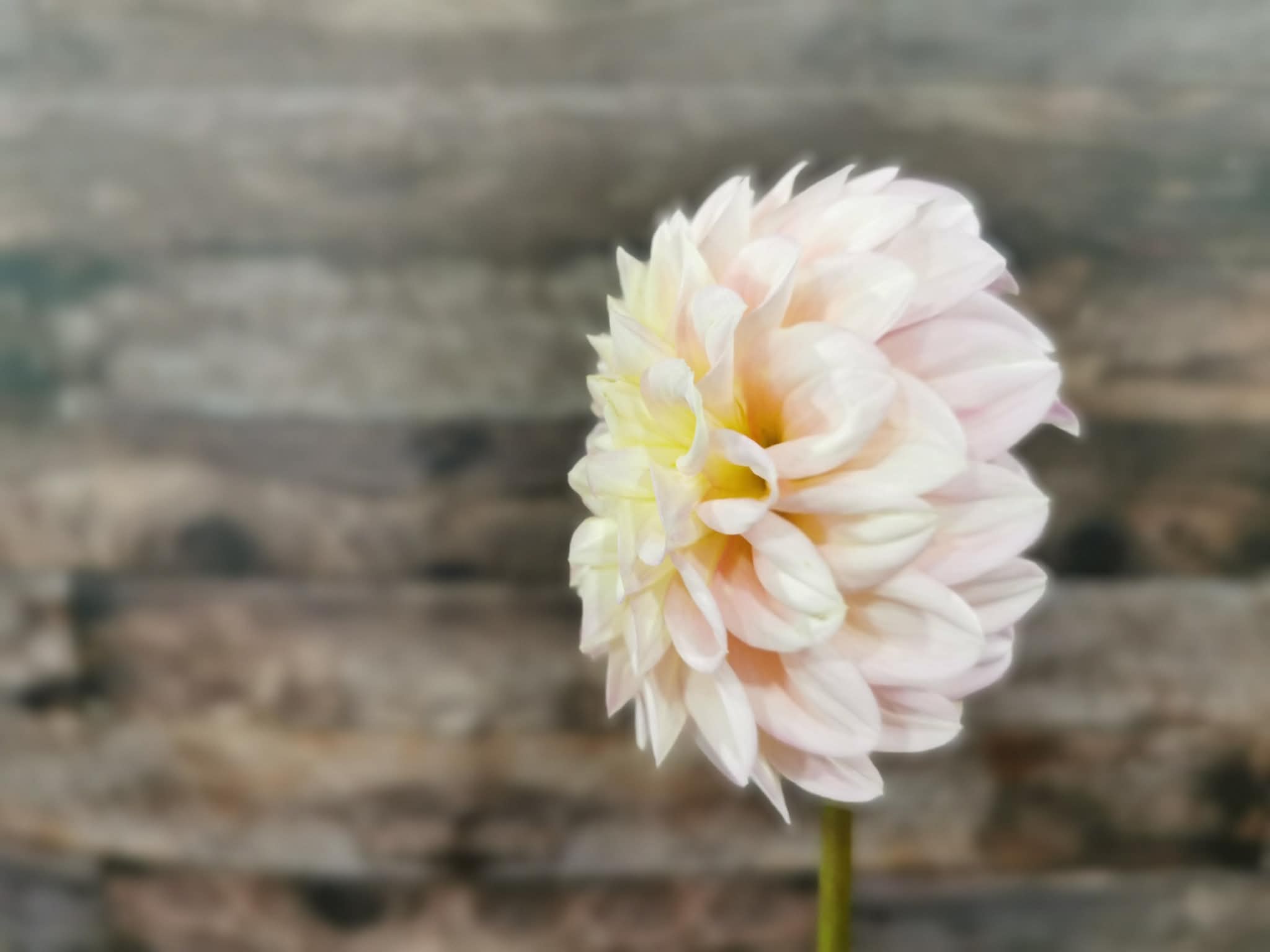 Florelie Pirouette