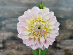 Florelie Pirouette
