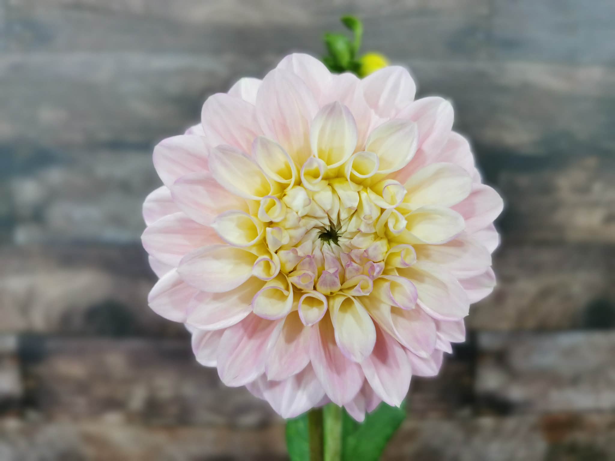Florelie Pirouette