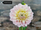 Florelie Pirouette