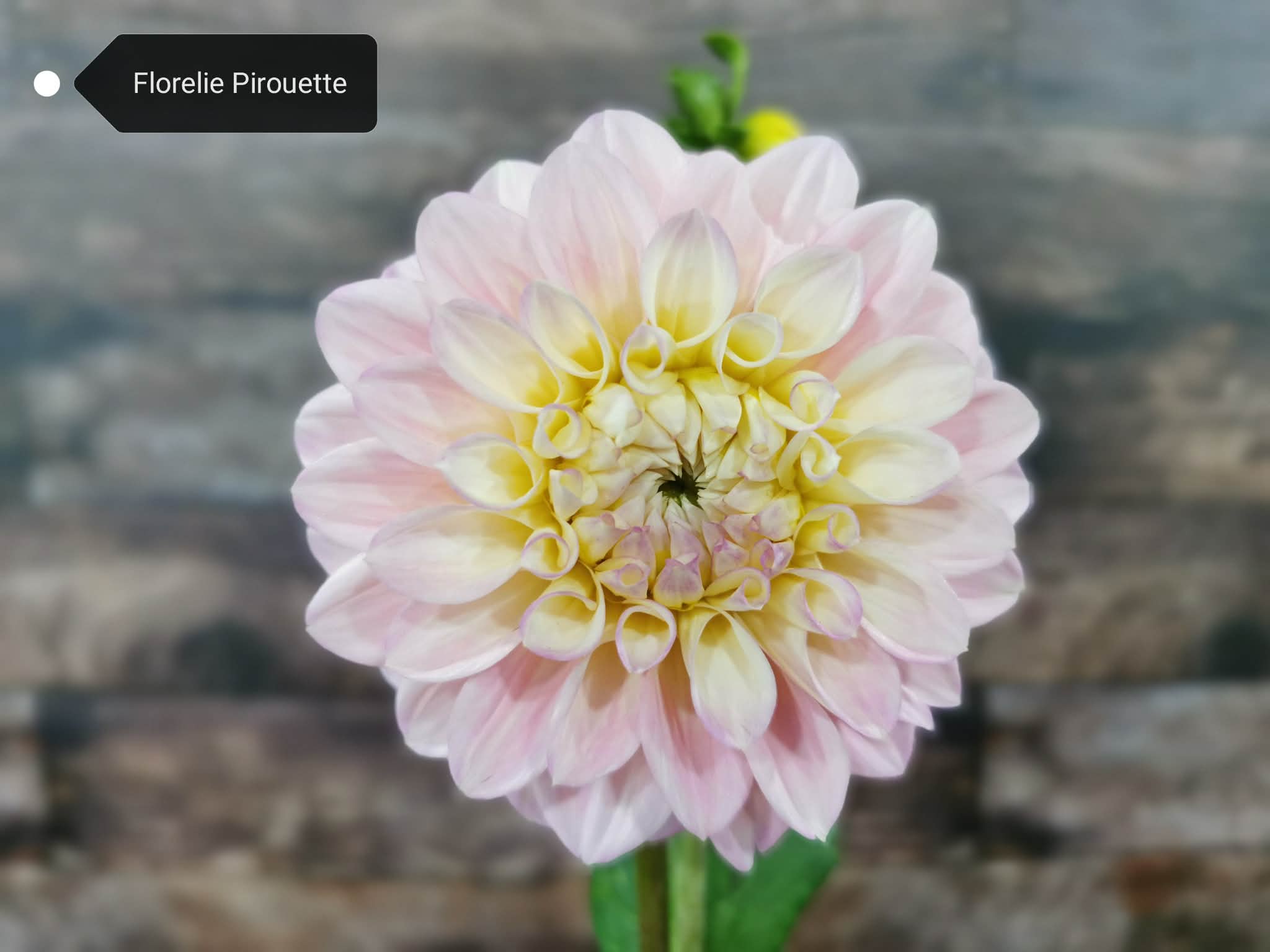 Florelie Pirouette