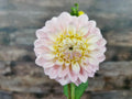 Florelie Pirouette
