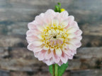 Florelie Pirouette