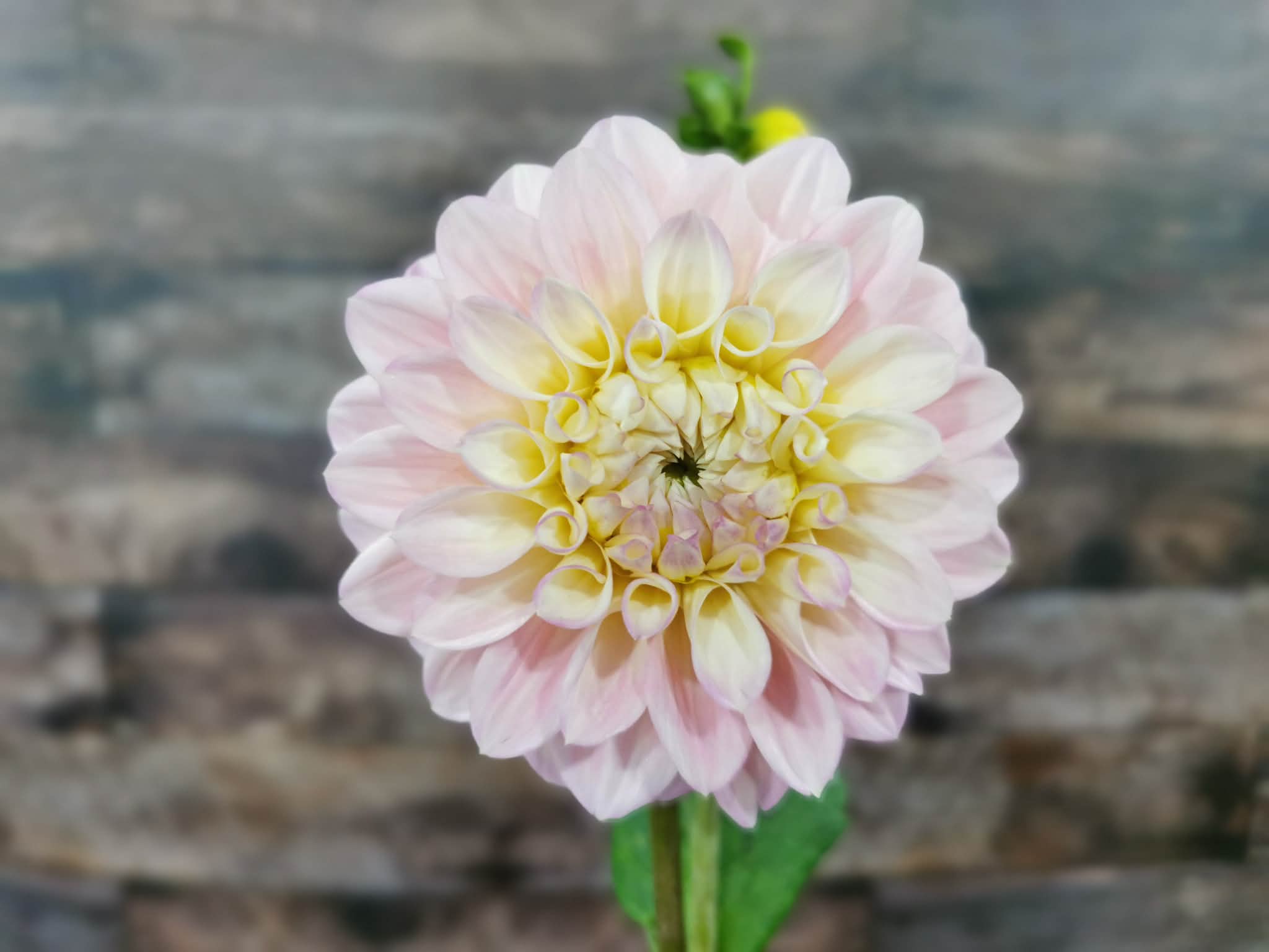 Florelie Pirouette